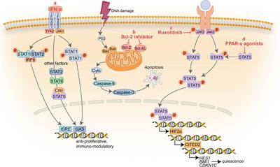 Combination Therapies in Chronic Myeloid Leukemia for Potential Treatment-Free Remission: Focus on Leukemia Stem Cells and Immune Modulation